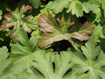 Geranium macrorrhizum Czakor