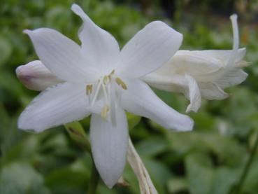 .Hosta plataginea Royal Standard - Funkie, Lilien-Funkie Royal Standard