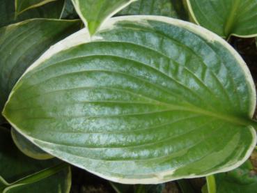 .Hosta fortunei Aureo-marginata - Funkie, Gelbrand-Funkie