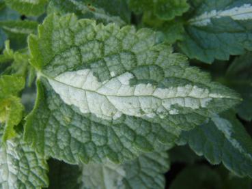 .Lamium maculatum Album - Taubnessel, Gefleckte Taubnessel