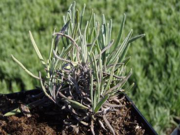 .Lavandula angustifolia Rosea - Lavendel, Rosablühender Lavendel