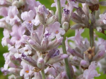 Nahaufnahme der Blüte von Lavandula angustifolia Rosea (Rosablühender Lavendel)