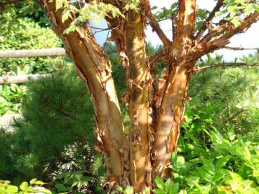 Zimtahorn (Acer griseum) - die zimtfarbene Rinde fällt ins Auge!