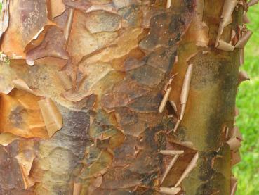 Acer griseum - hübsche rotbraune Rinde