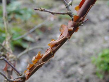 Zimtahorn (Acer griseum) - Trieb mit hellbrauner Rinde