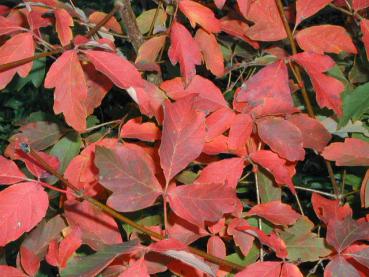 Leuchtend rote Herbstfärbung beim Zimtahorn (Acer griseum)