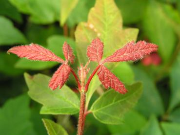 Zimtahorn (Acer griseum) - die roten Triebe bilden einen schönen Kontrast.