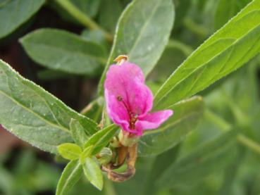 .Lythrum salicaria Robert - Blut-Weiderich Robert