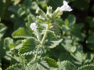 Die weißblühende Katzenminze in Blüte