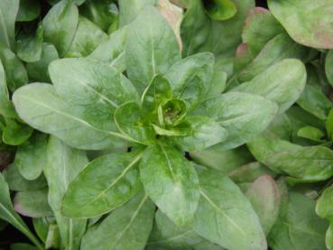 Nachtkerze, Bronzeblatt-Nachtkerze Hohes Licht - .Oenothera tetragona Hohes Licht