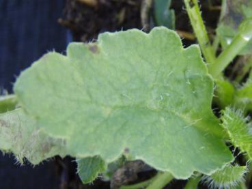 .Papaver orientale Brillant - Mohn, Orientalischer Mohn Brillant