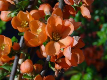 Blüte der Zierquitte Cido ist geöffnet