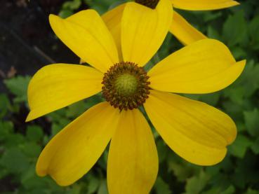 .Rudbeckia nitida Herbstsonne - Sonnenhut, Fallschirm-Sonnenhut