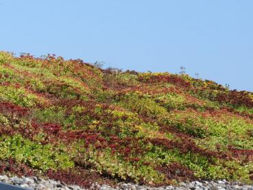 .Sedum spurium Album Superbum - Fettblatt, Teppich-Fettblatt