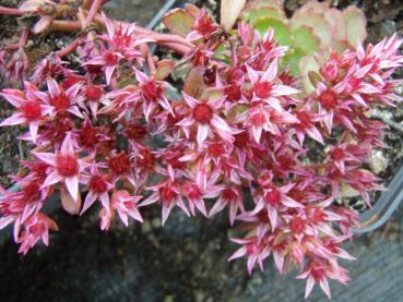 .Sedum spurium Fuldaglut - Fettblatt, Teppich-Fettblatt