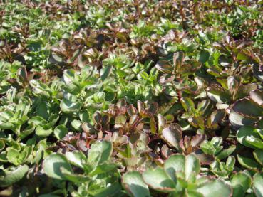 Sedum spurium Fuldaglut