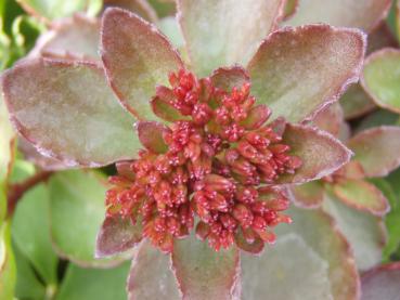 Sedum spurium Fuldaglut