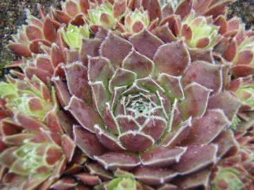 .Sempervivum mit roten Rosetten - Hauswurz, Steinrose, Dachrose