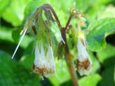 .Symphytum grandiflorum - Beinwell, Kaukasus-Beinwell