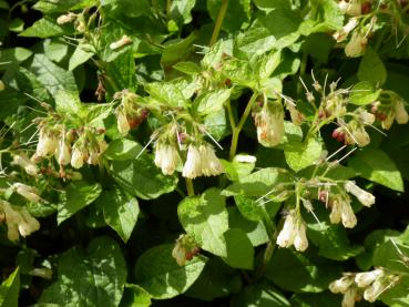 Cremeweiße Blüten und rote Knospen - Kaukasus-Beinwell