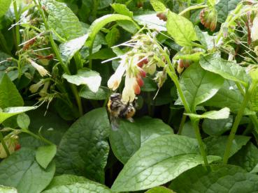 Auch Hummeln freuen sich über die Blüten des Kaukasus-Beinwell.