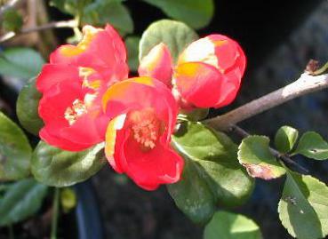 Chaenomeles Crimson and Gold - Zierquitte Crimson and Gold