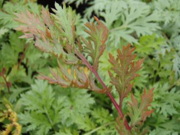 .Tanacetum coccineum Robinsons Rot - Margerite, Rote Margarite