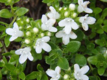 .Thymus serpyllum var. albus - Feld-Thymian, Weißer Feldthymian