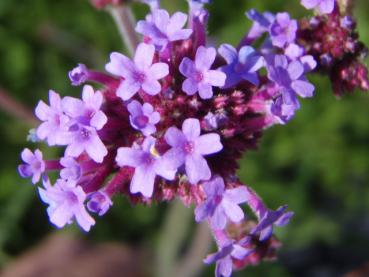 .Verbena bonariensis - Eisenkraut, Hohes Eisenkraut