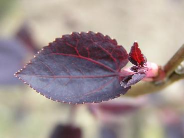 Cercidiphyllum japonicum Rotfuchs - Lebkuchenbaum Rotfuchs