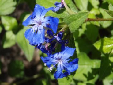 Blaue Blüten der Ceratostigma willmottianum
