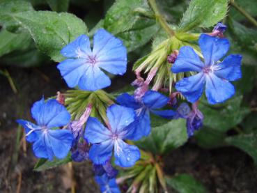 Der chinesische Bleiwurz in sommerlicher blauer Blüte