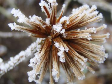 Ceratostigma willmottianum: Fruchtstand im Winter