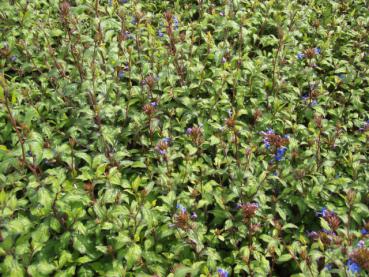 Bestand des Stauden-Bleiwurz (Ceratostigma willmottianum)