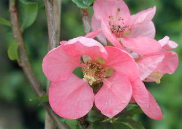 Chaenomeles speciosa Eximia - Stor Rosenkvitten Eximia