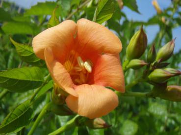 Campsis radicans Indian Summer - Trompetenblume Indian Summer