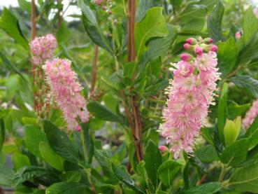 Blütenstand der rosablühende Scheineller
