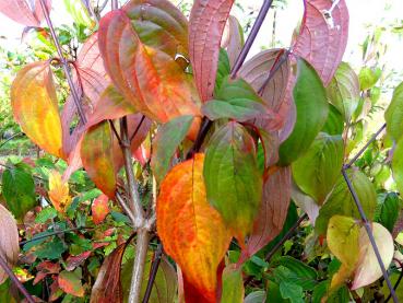 Cornus officinalis - Kornelkirsche, Japanische Kornelkirsche