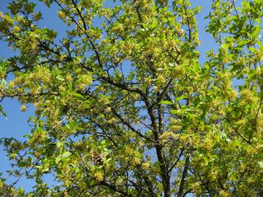 Reiche Blüte bei der Japanischen Kornelkirsche