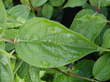 Die Struktur des Blattes von Cornus officinalis