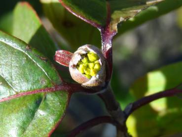 Die Blütenknospe von Cornus officinalis