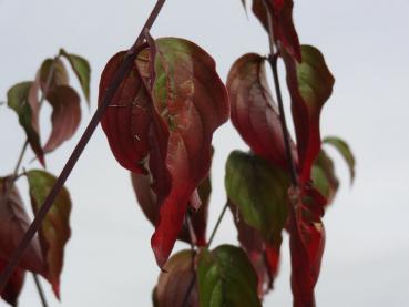 Die Herbstfärbung des japanischen Apotheker-Hartriegels