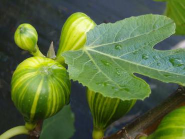 Feige Panache - Ficus carica Panache