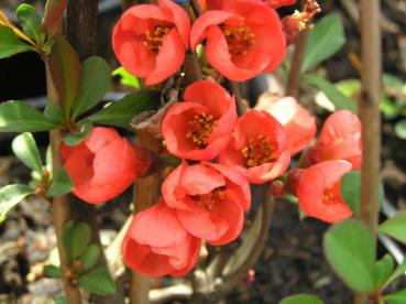 Chaenomeles Friesdorfer Typ 205 - Rosenkvitten Friesdorfer Typ 205