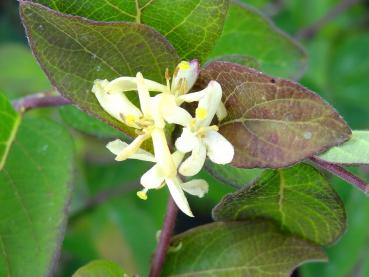 Heckenkirsche, Filzige - Lonicera morrowii