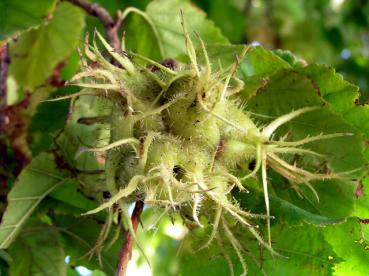 Corylus colurna - Baumhasel, Türkische Hasel