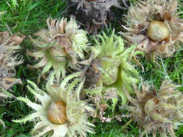 Corylus colurna (Baumhasel) mit reifen Haselnüssen