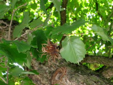 Baumhasel: Blätter und reife Frucht