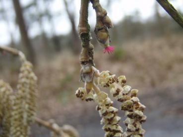 Rote, weibliche Blüte (rechts) und die männlichen Kätzchen (links)