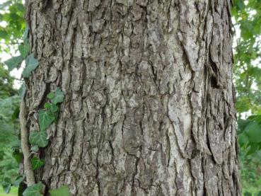 Typische Borke bei Corylus colurna